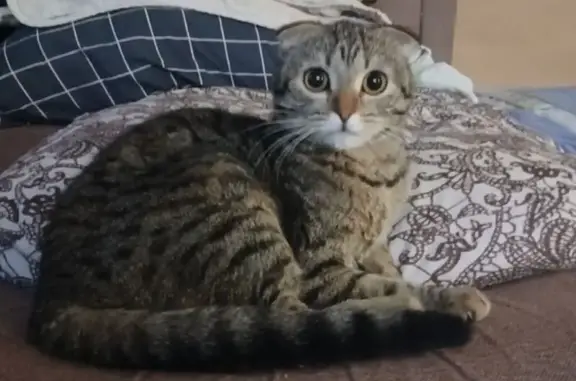 Пропала кошка, Молодёжная ул., Нижнедевицк