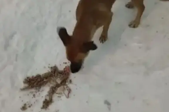 Собака на ул. Лыткина, 6/2, Томск