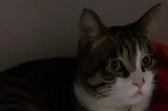 Кошки потеряшки, Ташкент, фото: Потеряшка кошка, 18, Ташкент