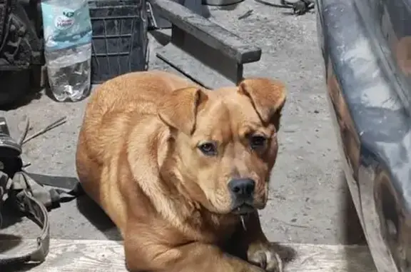 Найдена собака, Абакан, фото: Найдена рыжая собака, ул. Толстого, Абакан