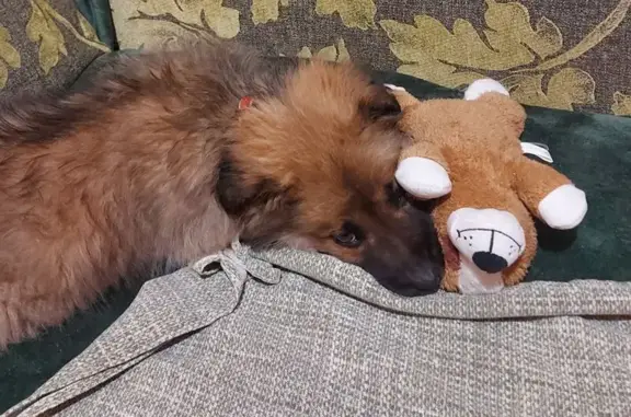 Найдена собака, Иркутск, фото: Найден щенок, Иркутск, Баумана 172/6