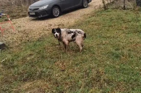 Найдена собака, Ленинградская область, фото: Собака найдена: Пудость, Ленобласть