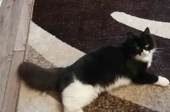 Кошки потеряшки, Гусь-Хрустальный, фото: Потеряшка черно-белая кошка, ул. Володарского, 8