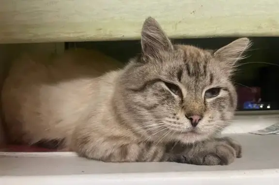 Кошки потеряшки, Калининградская область, фото: Потеряшка кошка, Калининград, Калининградская обл.