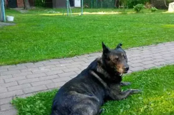 Пропала собака Филя, Полевшина