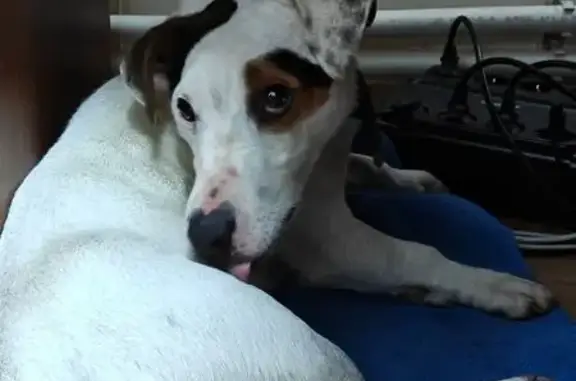 Найдена собака, Московская область, фото: Найдена собака в Бекасово, МО