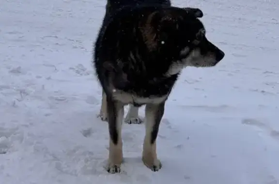 Найдена собака, Красноярск, фото: Собака найдена у СФУ, Свободный проспект