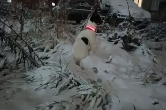 Пропала собака, ул. Толстого, Воткинск