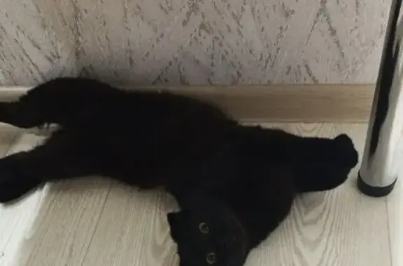 Пропала кошка, Черный, Касимов, Рязань