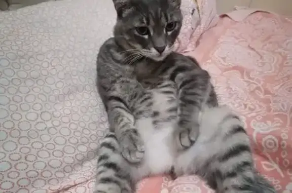 Пропала кошка, Сочи, Триумфальный пр., 1