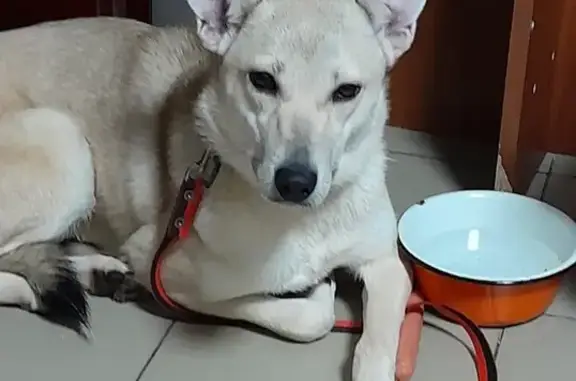 Пропала собака, Верево, Гатчинский р-н