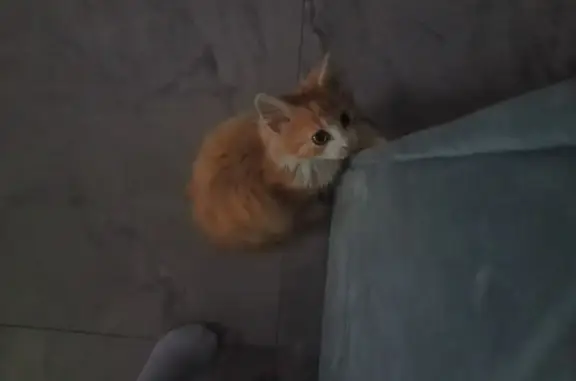 Кошки потеряшки, Барановичи, фото: Потеряшка кошка, Жасминовая ул. 16, Барановичи