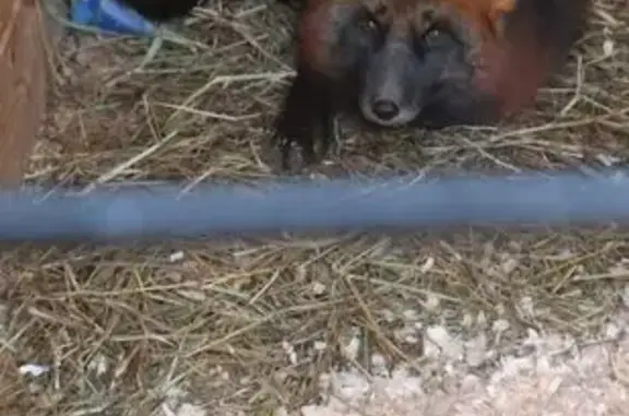 Пропал лис в Рязанцево, Боровс...