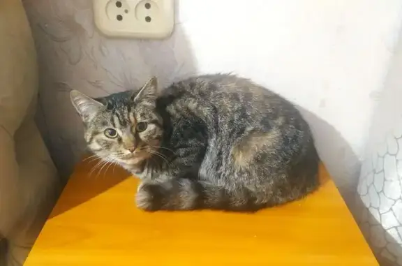 Найденные животные Курган, фото: Кошка найдена: ул. Криволапова, Курган