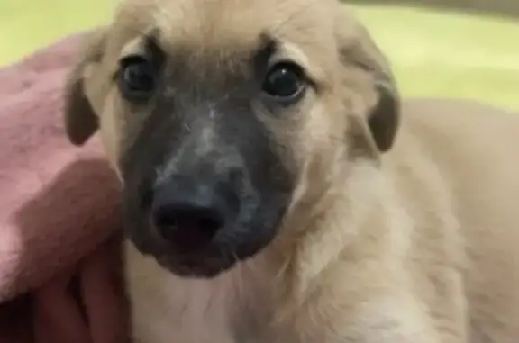 Пропала собака на ул. Павлодарская, 138