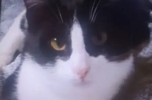 Пропала кошка, Нижний Новгород