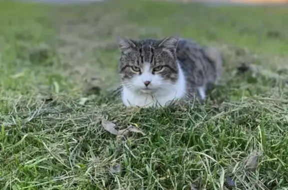 Пропала кошка, ул. Ветеранов, 337, Майкоп