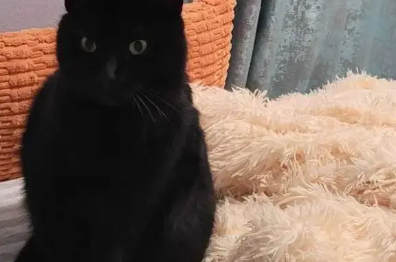 Пропала кошка, ул. Чапаева, Калуга