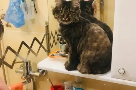 Пропала кошка, ул. Чкалова, 42, Оренбург