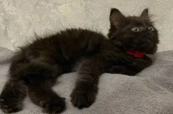 Найдена кошка, Рязань, фото: Кошка найдена: ул. Советской Армии, 3, Рязань