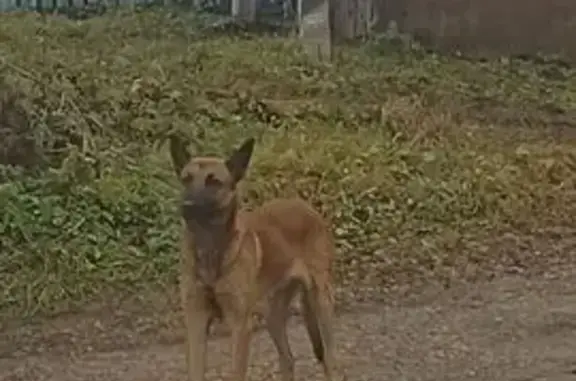 Найдена собака, Тульская область, фото: Собака найдена на ул. Почтовой, Киреевск