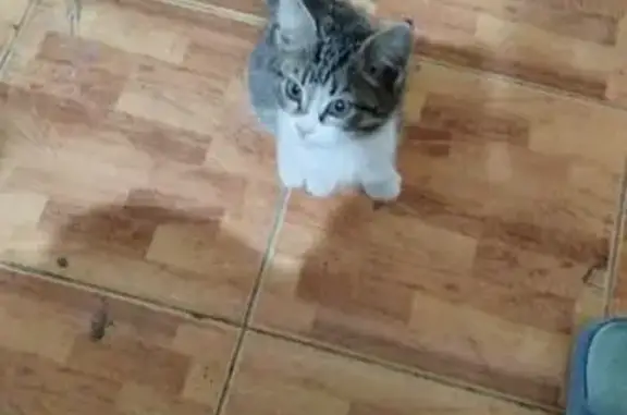 Кошки потеряшки, Ташкент, фото: Потеряшка кошка, Эльнур 1-тупик, Ташкент