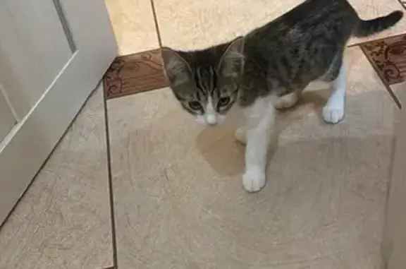 Пропала кошка, 1051 Краснодар