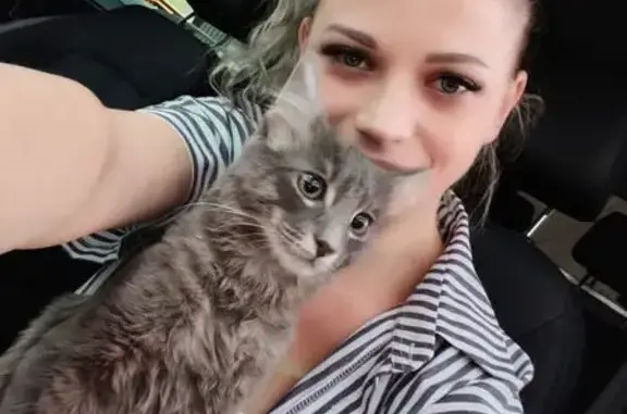 Кошки потеряшки, Москва, фото: Потеряшка кошка, Центральная ул., Москва