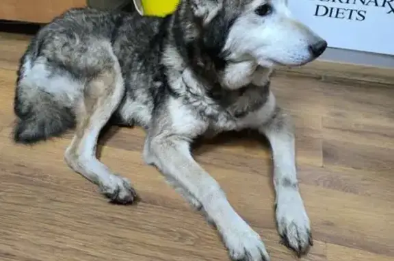 Найдена собака, Ярославль, фото: Собака найдена: Ленинградский пр., 52