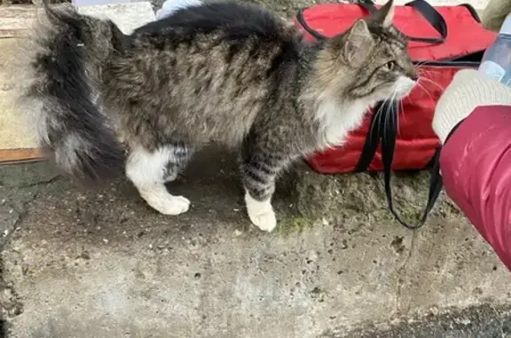 Найдена кошка, Ярославль, фото: Кошка найдена: Дзержинский р-н, Ярославль