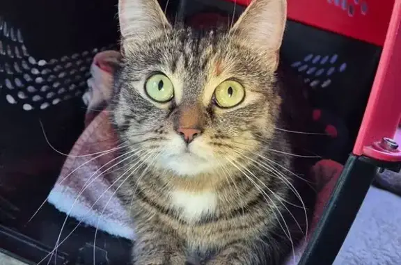 Пропала кошка на 5 км Куршской Косы