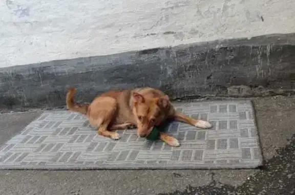 Собаки потеряшки, Краснодар, фото: Потеряшка собака на ул. Гоголя, Краснодар