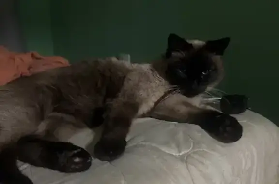 Найдена кошка, , фото: Кошка найдена: Зорина 1, Уфа