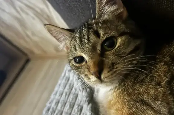 Пропала кошка, ул. 50 лет Комсомола, 5