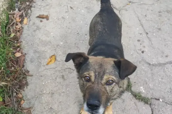 Симферополь: найдена собака, ул. Досычева