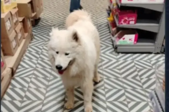 Найдена собака, Рождествено село, фото: Собака у Пятерочки, 226 Рождествено