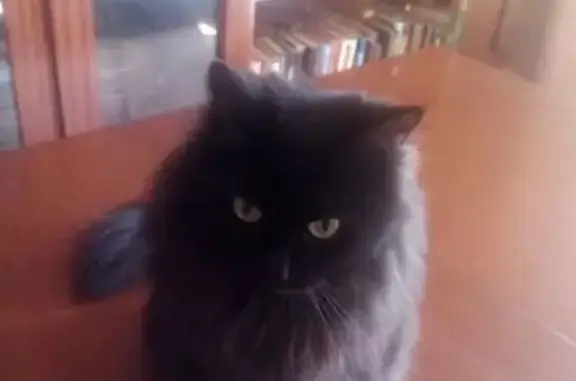 Пропала кошка, ул. Давыдова 5, Новосибирск