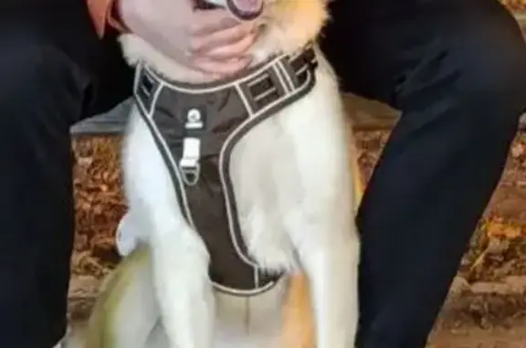 Собаки потеряшки, Тюмень, фото: Потеряшка собака, Минская ул., Тюмень