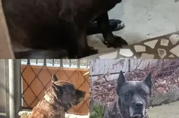 Пропала собака, Елизаветинская, Краснодарский край