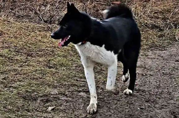 Пропала лайка в Григорово, Московская обл.