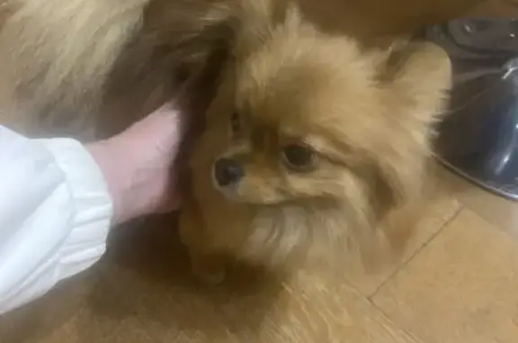 Найденные животные Одинцово, фото: Шпиц найден: Можайское ш., 122, Одинцово