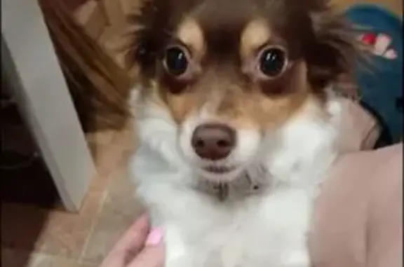 Пропала собака, Северная ул. 6А, Вологда