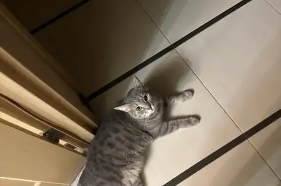 Кошка пропала, 5-я просека, Самара