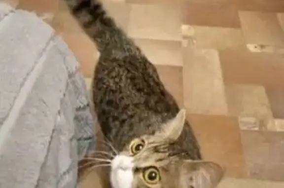 Кошки потеряшки, Пятигорск, фото: Потеряшка кошка, Пятигорск, пр. 40 лет Октября, 51