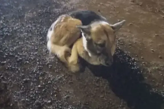 Найдена собака, Москва, фото: Собака найдена в Москве