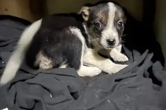 Найдена собака, Астрахань, фото: Найдена собака, ул. Алексеева, 14, Астрахань