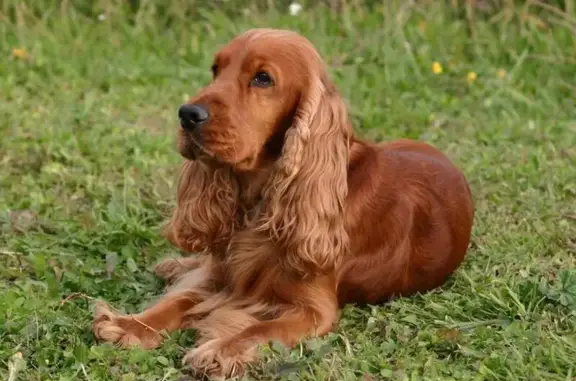 Собаки потеряшки, , фото: Потеряшка собака, Молодёжная ул. 4, Искателей