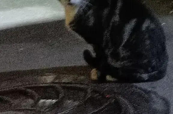 Найдена кошка, Санкт-Петербург, фото: Кошка найдена на Лёни Голикова, 108