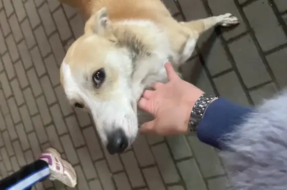 Найдена собака, Челябинск, фото: Найдена собака, ул. Неаполитанова, 32