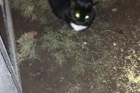 Найдена кошка, Санкт-Петербург, фото: Чёрный котик у Окей, пр. Науки 17 к1